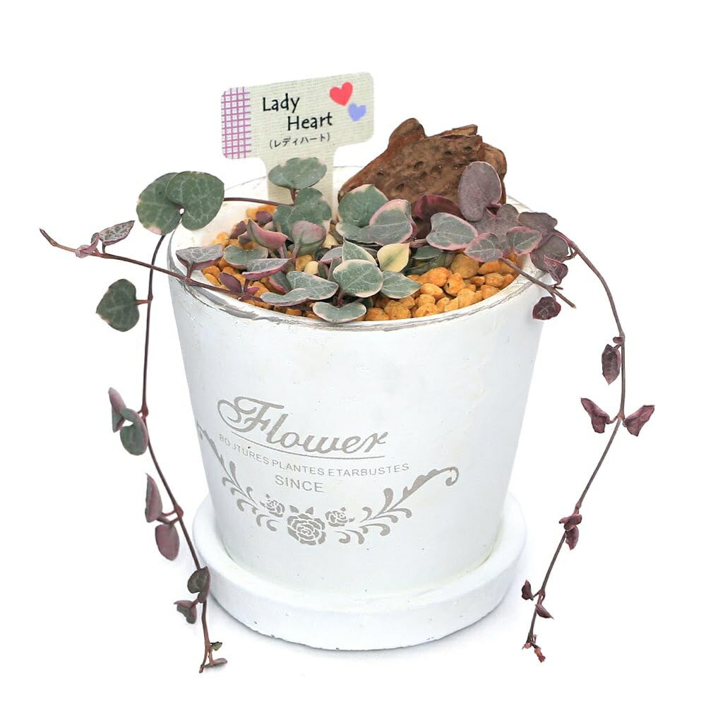 Amazon｜（多肉植物）ハートカズラ レディハート フレグランドラウンド